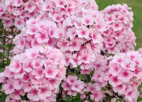 Bright Eyes Garden Phlox